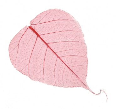 Willow Schleier Blätter rot 10St