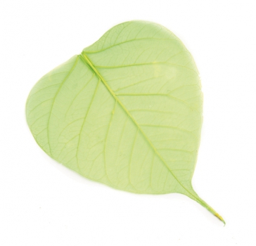 Willow Schleier Blätter grün 10St